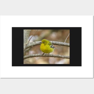 Pine Warbler Perched 2020 Posters and Art